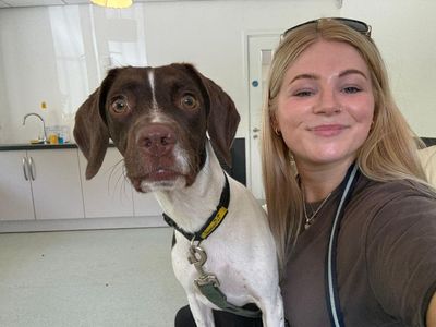 Nova | Spaniel (English Springer) Cross | Canterbury - 3