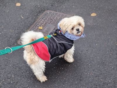 Ivy | Shih Tzu | Kenilworth (West Midlands) - 3