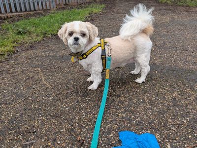 Ivy | Shih Tzu | Kenilworth (West Midlands) - 1