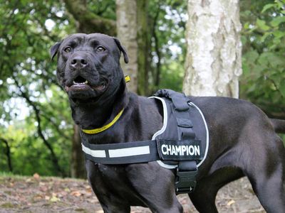 Jess | Shar Pei Cross | Merseyside (Liverpool) - 3