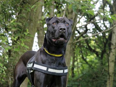 Jess | Shar Pei Cross | Merseyside (Liverpool) - 1