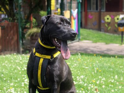 Jess | Shar Pei Cross | Merseyside (Liverpool) - 4