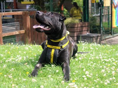 Jess | Shar Pei Cross | Merseyside (Liverpool) - 2