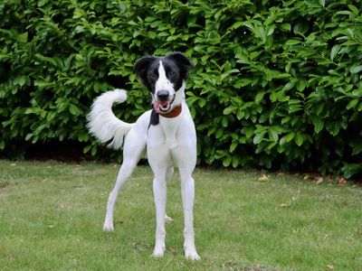 Robin | Lurcher | Darlington - 3