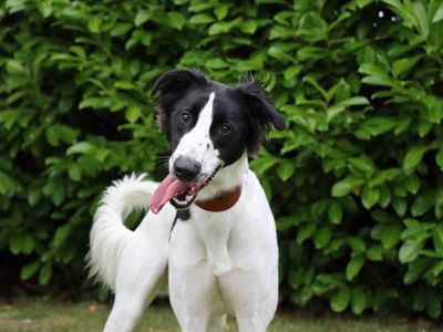 Robin | Lurcher | Darlington - 2