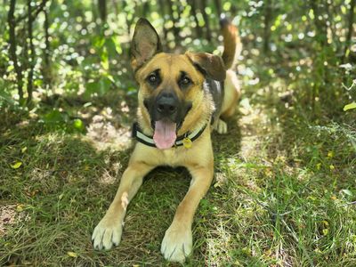 Mara | German Shepherd Dog Cross | Leeds - 3