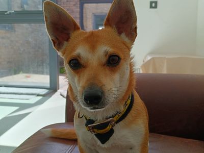 Patrick | Chihuahua (Smooth Coat) Cross | Cardiff - 3