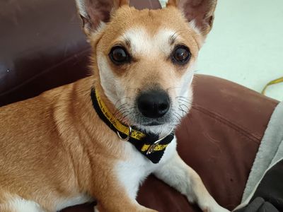 Patrick | Chihuahua (Smooth Coat) Cross | Cardiff - 5
