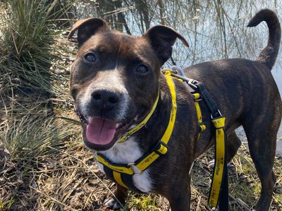 Rocco | Terrier (Staffordshire Bull) | Leeds - 3