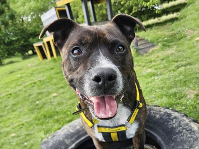Rocco | Terrier (Staffordshire Bull) | Leeds - 1