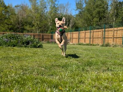 Annie | Crossbreed | Darlington - 4