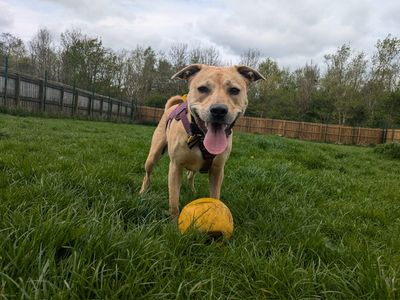 Annie | Crossbreed | West Calder (Edinburgh) - 5