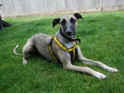 Biscuit | Lurcher Cross | Newbury (Berkshire) - 2