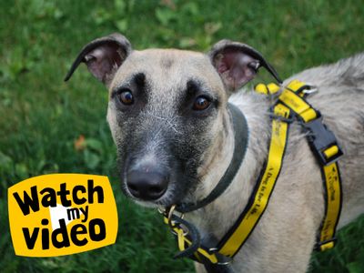 Biscuit | Lurcher Cross | Newbury (Berkshire) - 4