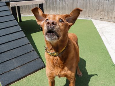 Buddy | Retriever (Labrador) | Evesham (Worcestershire) - 5