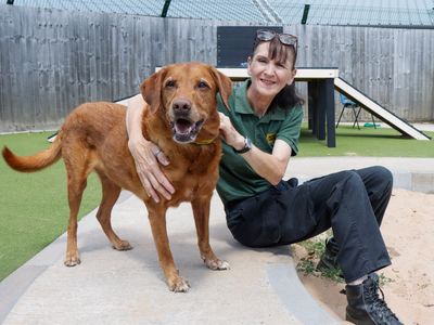 Buddy | Retriever (Labrador) | Evesham (Worcestershire) - 3