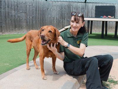 Buddy | Retriever (Labrador) | Evesham (Worcestershire) - 3