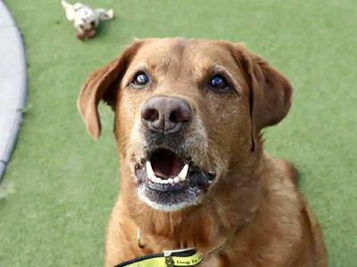 Buddy | Retriever (Labrador) | Evesham (Worcestershire) - 5
