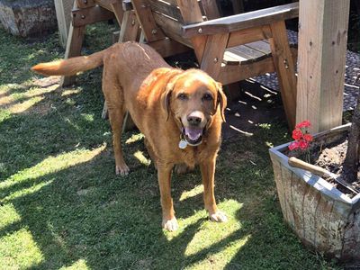 Buddy | Retriever (Labrador) | Evesham (Worcestershire) - 5