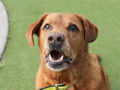 Buddy | Retriever (Labrador) | Evesham (Worcestershire) - 3