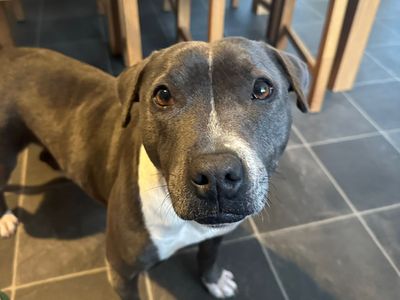 Otter | Terrier (Staffordshire Bull) | Ballymena (Northern Ireland) - 2