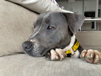 Otter | Terrier (Staffordshire Bull) | Ballymena (Northern Ireland) - 2