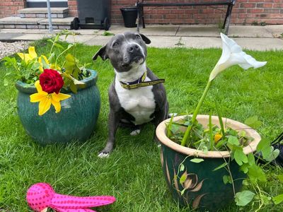 Otter | Terrier (Staffordshire Bull) | Ballymena (Northern Ireland) - 4