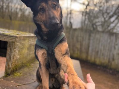Harry | German Shepherd Dog Cross | Loughborough - 3