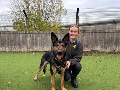 Harry | German Shepherd Dog Cross | Loughborough - 5