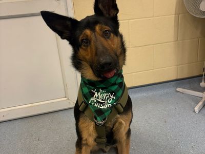 Harry | German Shepherd Dog Cross | Loughborough - 1