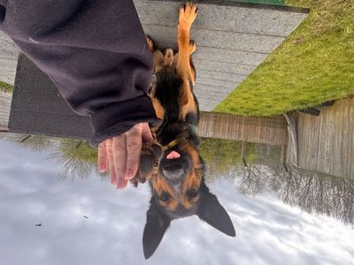 Harry | German Shepherd Dog Cross | Loughborough - 3