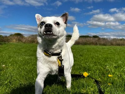 Wade | Pug Cross | Shoreham (Sussex) - 3