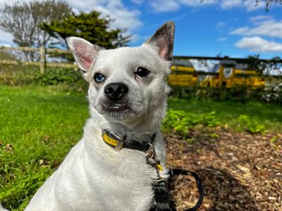 Wade | Pug Cross | Shoreham (Sussex) - 4