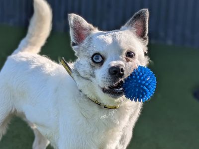 Wade | Pug Cross | Shoreham (Sussex) - 3