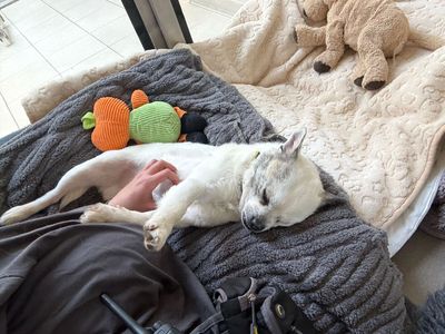 Wade | Pug Cross | Shoreham (Sussex) - 3