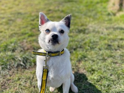 Wade | Pug Cross | Shoreham (Sussex) - 5