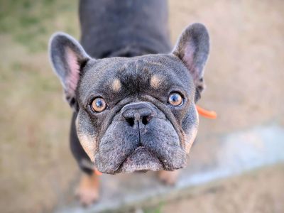 Frankie | French Bulldog | Cardiff - 3