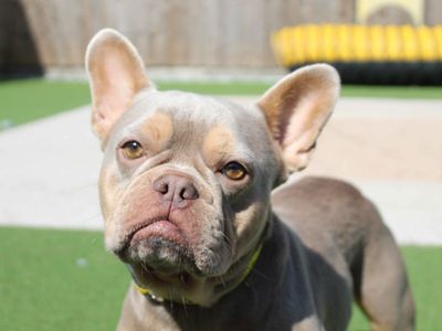 Rose | French Bulldog | Darlington - 1