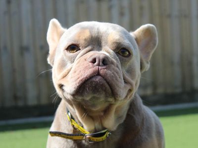Rose | French Bulldog | Darlington - 3