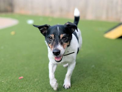 Archie | Terrier (Jack Russell) | Cardiff - 5