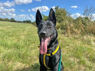 Lori | German Shepherd Dog | Basildon (Essex) - 5