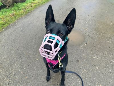 Lori | German Shepherd Dog | Basildon (Essex) - 3