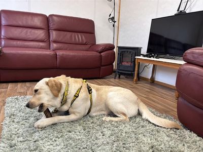 Grace | Retriever (Labrador) | Ballymena (Northern Ireland) - 3