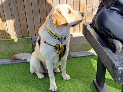 Grace | Retriever (Labrador) | Ballymena (Northern Ireland) - 5