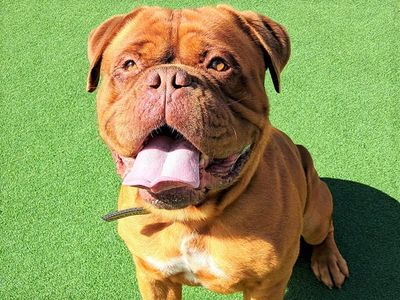 Bear | Dogue De Bordeaux | Ballymena (Northern Ireland) - 2
