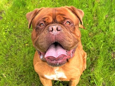 Bear | Dogue De Bordeaux | Ballymena (Northern Ireland) - 3
