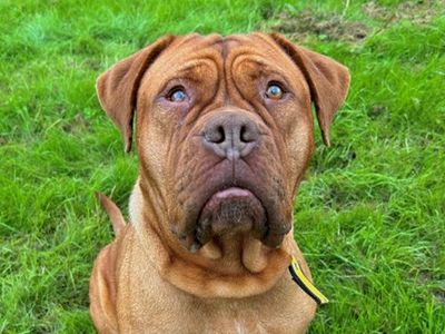 Lilibet | Dogue De Bordeaux | Ballymena (Northern Ireland) - 2