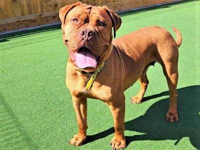 Lilibet | Dogue De Bordeaux | Ballymena (Northern Ireland) - 3