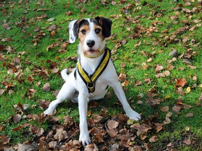 Milo | Spaniel (English Springer) Cross | Merseyside (Liverpool) - 2