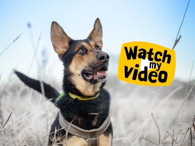 Bruce | German Shepherd Dog | Kenilworth (West Midlands) - 2
